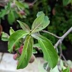 Cornus capitata 叶