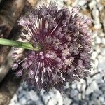 Allium polyanthum Flower