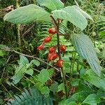 Drymonia coccinea Hoja