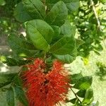 Combretum constrictum Fleur