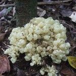 Oxera subverticillata Hábito