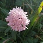 Knautia basaltica Fleur