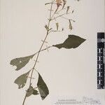 Echinacanthus attenuatus Otro