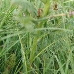 Pedicularis comosa Corteza