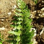 Asplenium adiantum-nigrum Blad