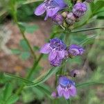 Penstemon virgatus