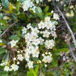 Pyracantha koidzumiiBlomst