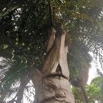 Caryota obtusa Hoja