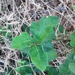 Toxicodendron diversilobum Hoja