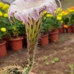 Echinopsis oxygona Λουλούδι