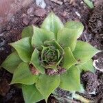 Sempervivum tectorumLapas