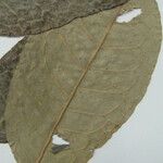 Mabea speciosa Otro