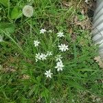 Stellaria palustrisপাতা