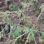 Artemisia abrotanum Folha