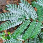 Albizia adianthifolia Delienn