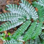 Albizia adianthifolia 葉