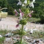 Morina persica Flower