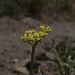 Lomatium triternatum Flower