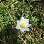 Anemone alpina Flor