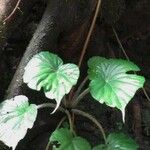 Begonia urophylla Egyéb