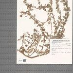 Rorippa millefolia Otro