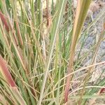 Tripidium ravennae পাতা