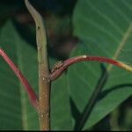 Magnolia obovata Foglia