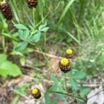 Trifolium spadiceum Цвят