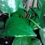 Epipremnum pinnatum Leaf