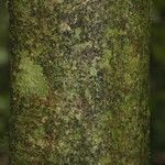 Poecilanthe hostmannii Corteza