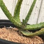 Aloe camperi Hostoa