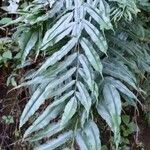 Pteris cretica Blatt