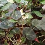 Begonia hydrocotylifolia Ліст