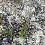 Azolla filiculoides Lapas