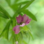 Geranium dissectum 花