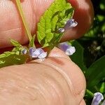 Scutellaria lateriflora Flower