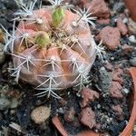 Gymnocalycium anisitsii Ліст