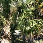 Sabal palmetto 葉