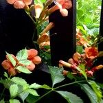 Campsis grandiflora फूल