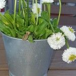 Bellis rotundifolia Flower