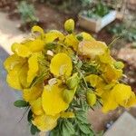 Senna auriculata Fleur