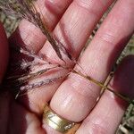 Dichanthium annulatum Fruit