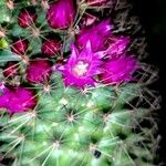 Mammillaria spinosissimaFlower