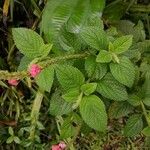 Stachytarpheta mutabilis पत्ता
