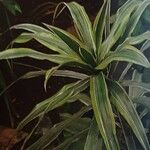 Dracaena fragrans Folha