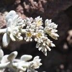 Polycarpaea nivea Flor