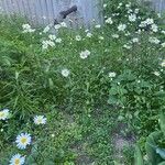 Leucanthemum ircutianum Hábitos