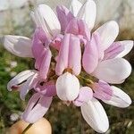 Coronilla variaFlower