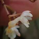 Microcoelia bispiculata Fiore