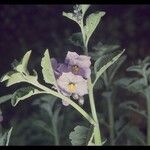 Solanum umbelliferum ᱛᱟᱦᱮᱸ